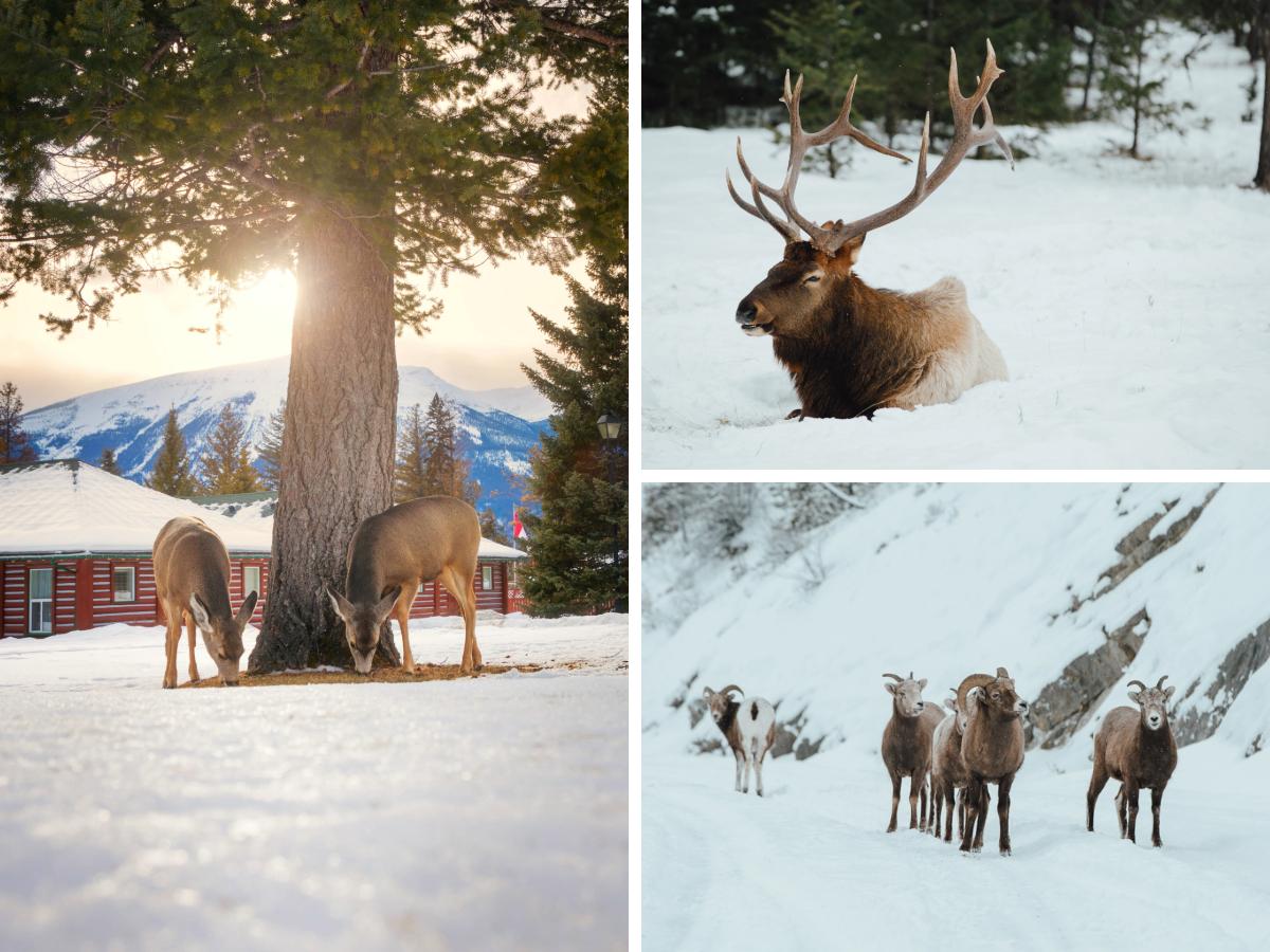 Alberta Wildlife © Tourism Jasper / Mike Seehagel Alberta Wildlife © Tourism Jasper / Mike Seehagel