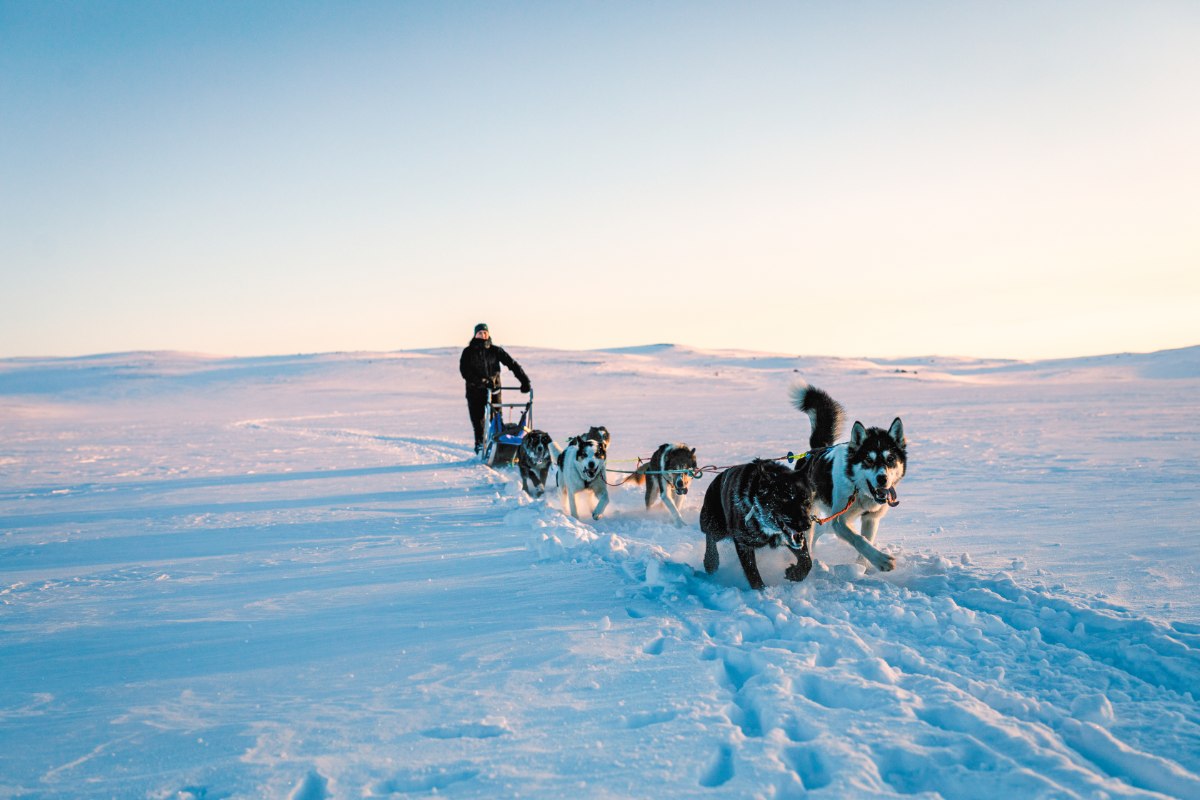 Dog sledding at sunset in Geilo © Paul Lockhart