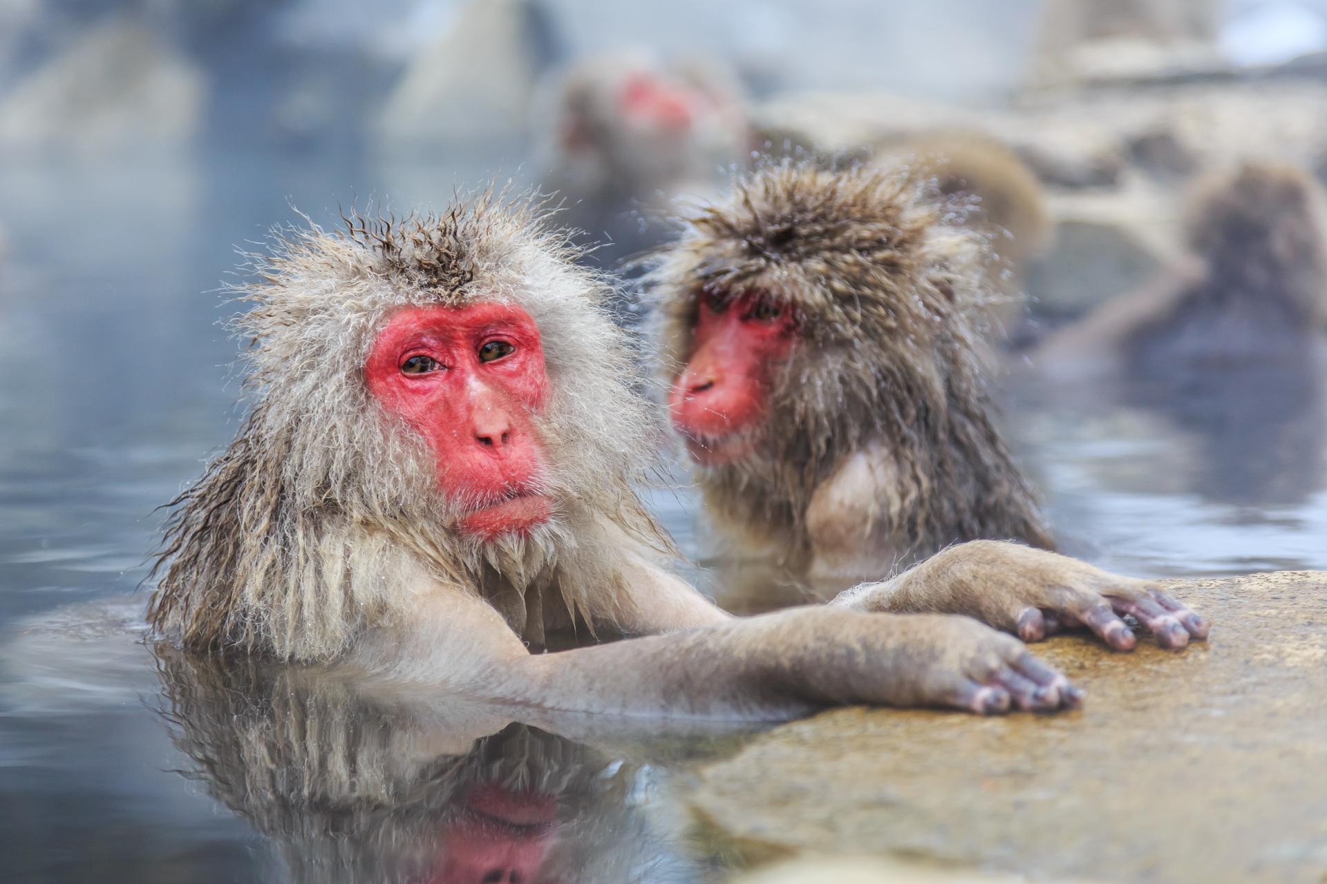 Snow Monkeys in Jigokudani Yaen-Koen