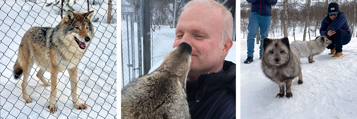 Wolves Polar Park Narvik - Wolf and Arctic Fox encounters - Andys