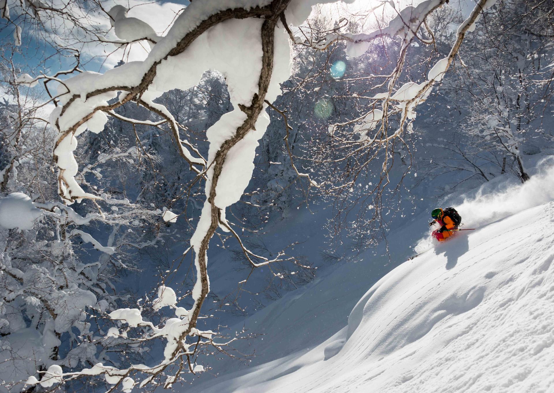Knee deep powder skiing through Japanese White Birch off-piste in Furano © Furano Tourism Knee deep powder skiing through Japanese White Birch off-piste in Furano © Furano Tourism