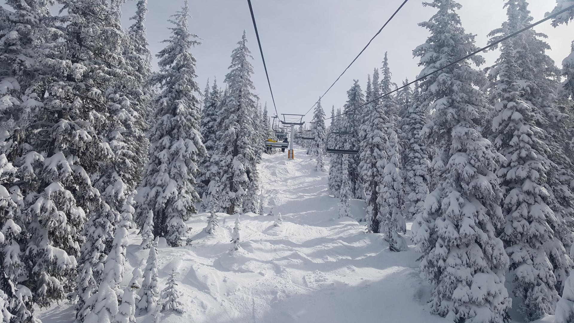 Snow-covered trees in Banff Snow-covered trees in Banff