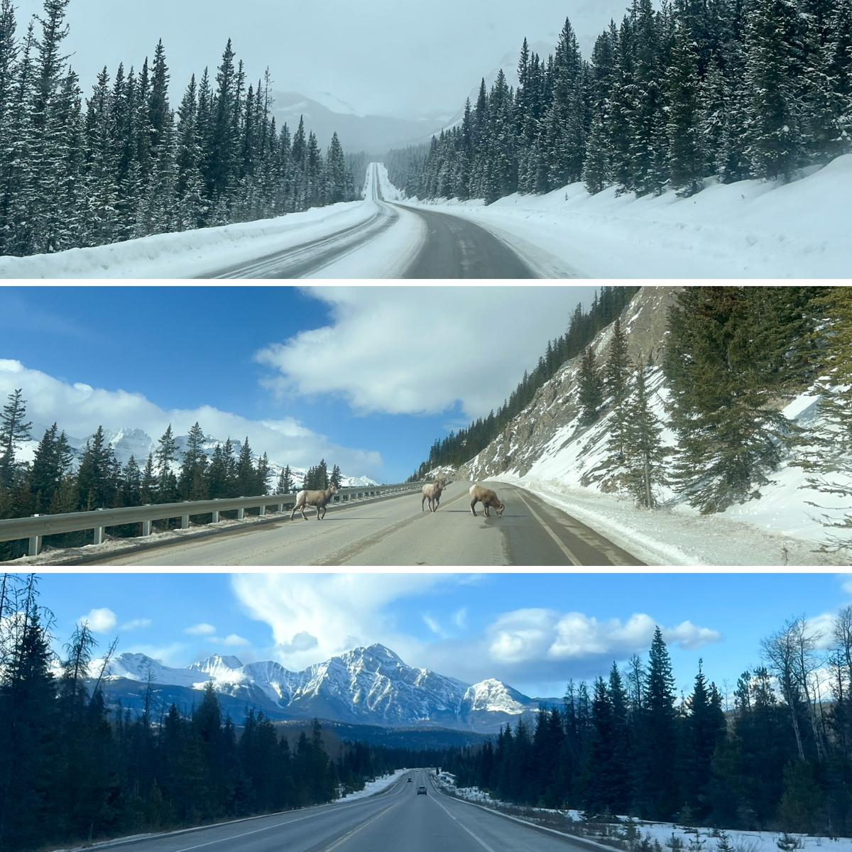 6735e31bf2a09Changing-conditions-and-local-obstructions-along-the-Icefields-Parkway.jpg 6735e31bf2a09Changing-conditions-and-local-obstructions-along-the-Icefields-Parkway.jpg