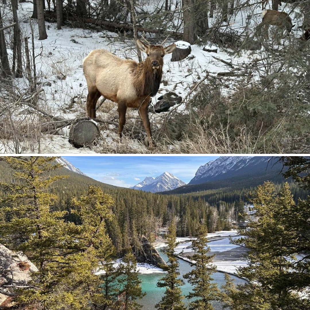 Customer Nathalie Toomer captured the serene beauty and impressive wildlife of Banff National Park on her spring visit to Banff in 2025 Customer Nathalie Toomer captured the serene beauty and impressive wildlife of Banff National Park on her spring visit to Banff in 2025