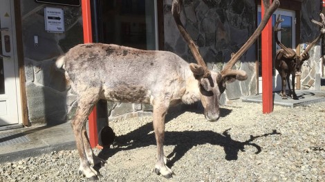 Moose outside the Hovde Hotel Vemdalen Moose outside the Hovde Hotel Vemdalen